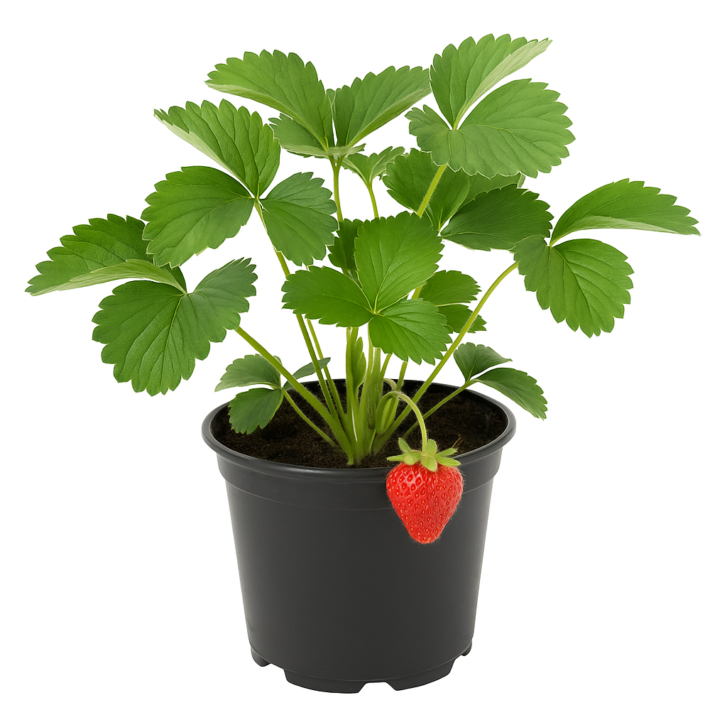 Erdbeere Fragaria x ananassa 'Honeoye' – sehr frühe Sorte mit festen, aromatischen Früchten – 3 Pflanzen – ertragreich, winterhart & pflegeleicht für Garten & Balkon