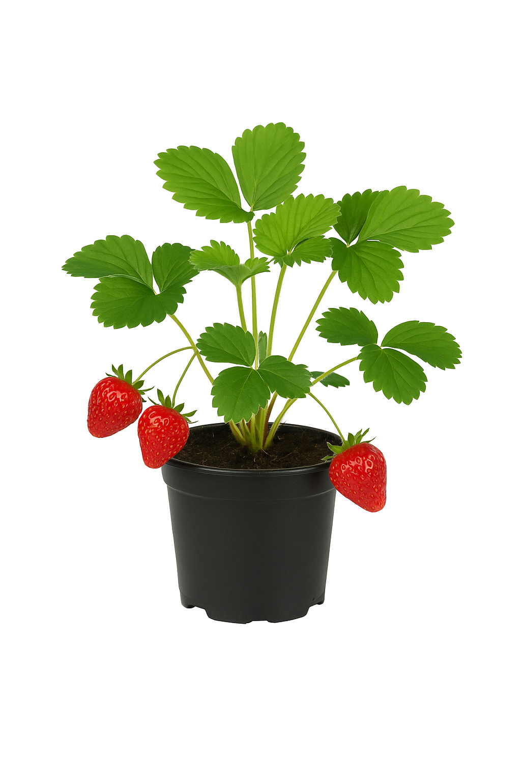 Erdbeere Fragaria x ananassa 'Ostara' – 3 Pflanzen – remontierende Sorte mit aromatischen, großen Früchten – 3 Pflanzen – immertragend, winterhart & ertragreich für Garten & Balkon