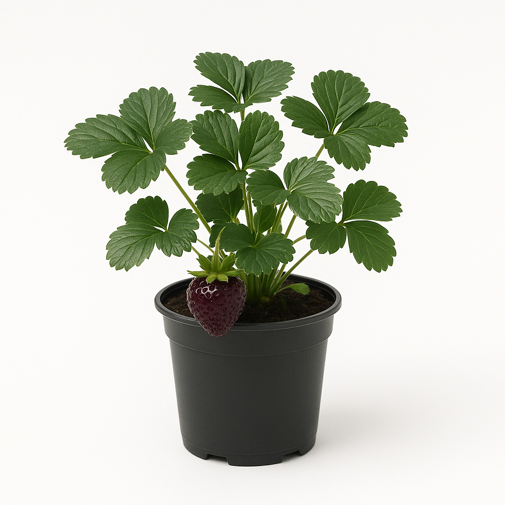 Erdbeere „Nerina“ (Fragaria x ananassa) – Schwarze Erdbeere Rarität – 3 Pflanzen – Dunkelrote bis schwarze Früchte – Spätreifend & sehr aromatisch – Winterhart & pflegeleicht