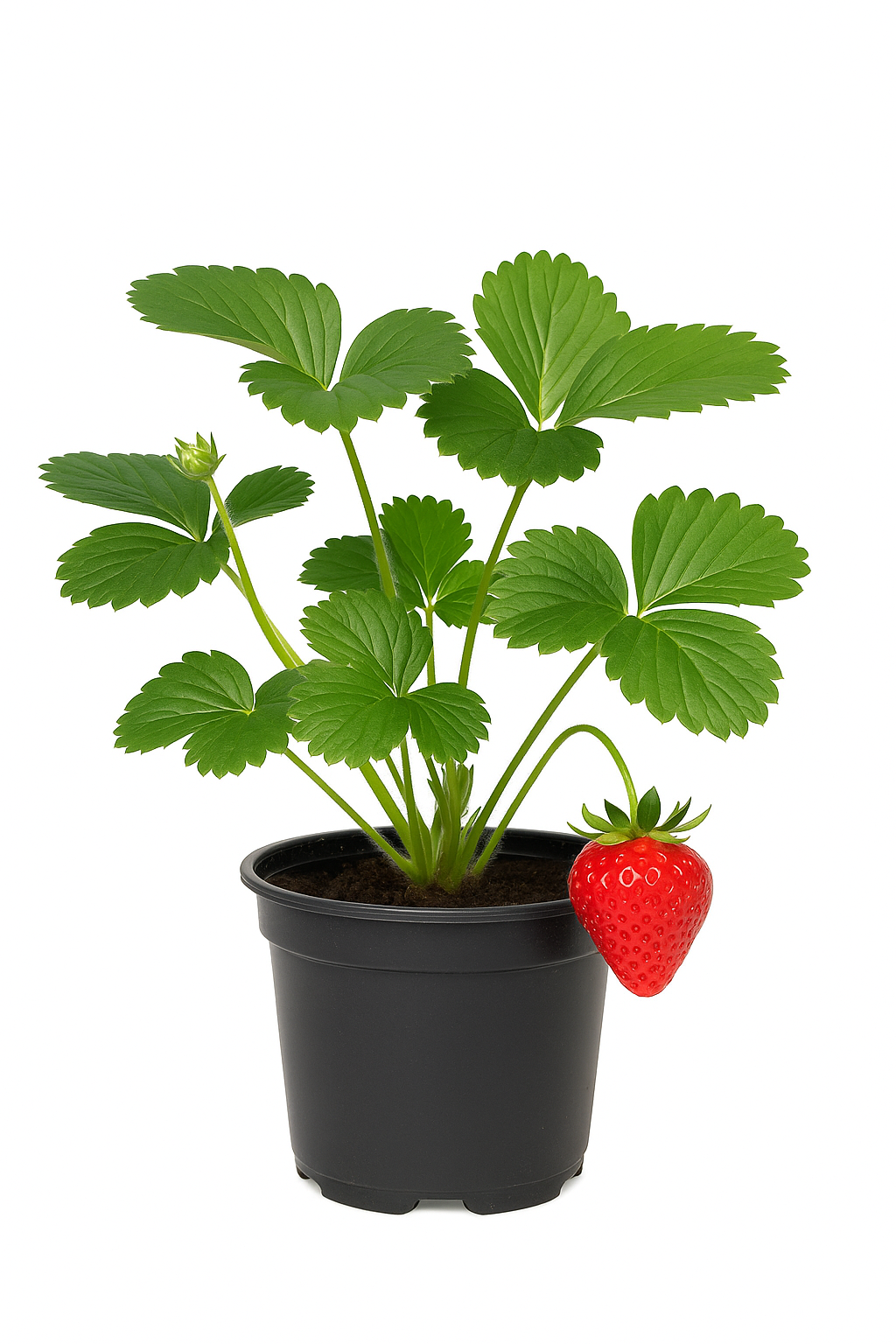 Erdbeere Fragaria x ananassa 'Sonata' – 3 Pflanzen – ertragreiche, aromatische Gartenerdbeere – robuste Sorte für Garten & Balkon – winterhart, pflegeleicht & süß im Geschmack