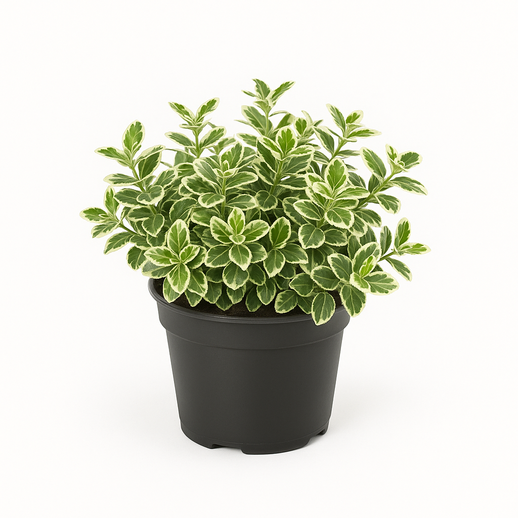 Kriechspindel (Euonymus fortunei ‘Emerald Gaiety’) – 3 Pflanzen – immergrüner Bodendecker & Kletterstrauch – winterhart, schnittverträglich & robust – grün-weißes Laub, pflegeleicht für Garten & Beet