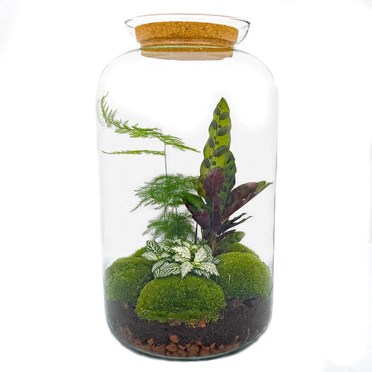 Flaschengarten Botanical Sven XL – DIY Bausatz Terrarium – ↕43cm – Do It Yourself Pflanzen – Set mit Korkdeckel – Autarkes Ökosystem