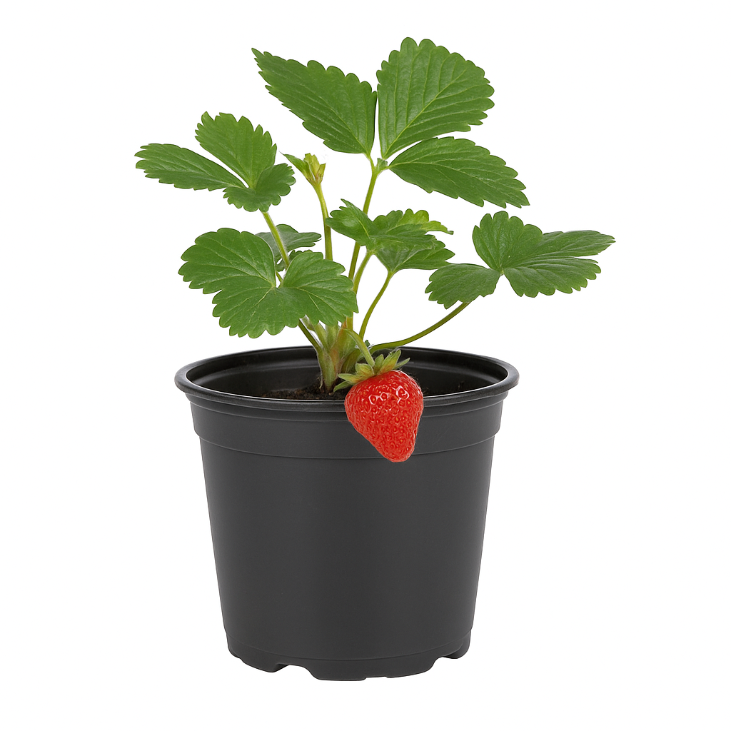 Fragaria – Himbeererdbeere – 3 Pflanzen – seltene Rarität mit einzigartigem Aroma aus Himbeere & Erdbeere – aromatische Früchte – winterhart & pflegeleicht für Garten & Balkon