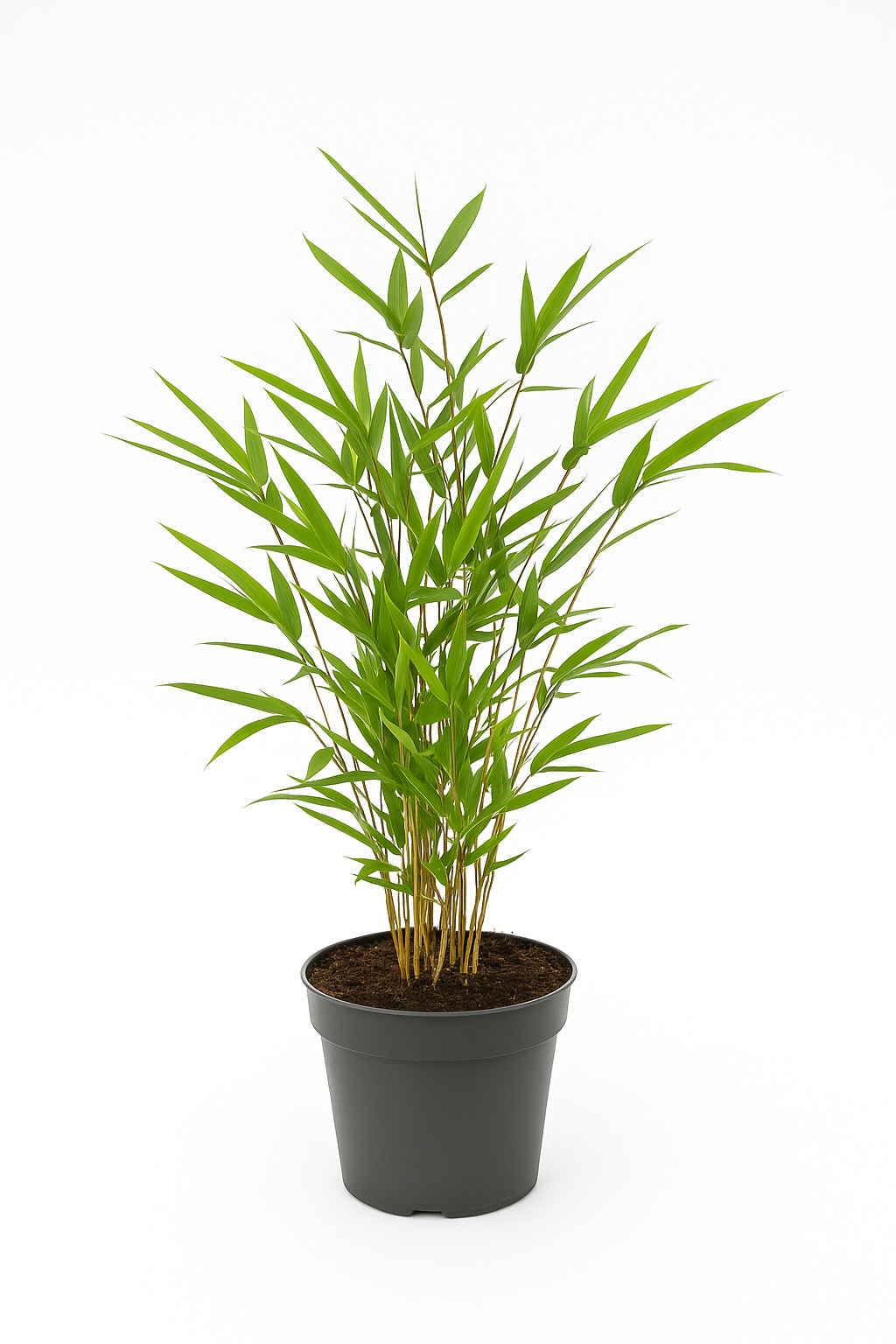 Fargesia rufa Bambus – Immergrüne Gartenpflanze – Bis 300cm hoch – Pflegeleicht & winterhart – Für Sonne bis Halbschatten – Kein Ausläuferbildner