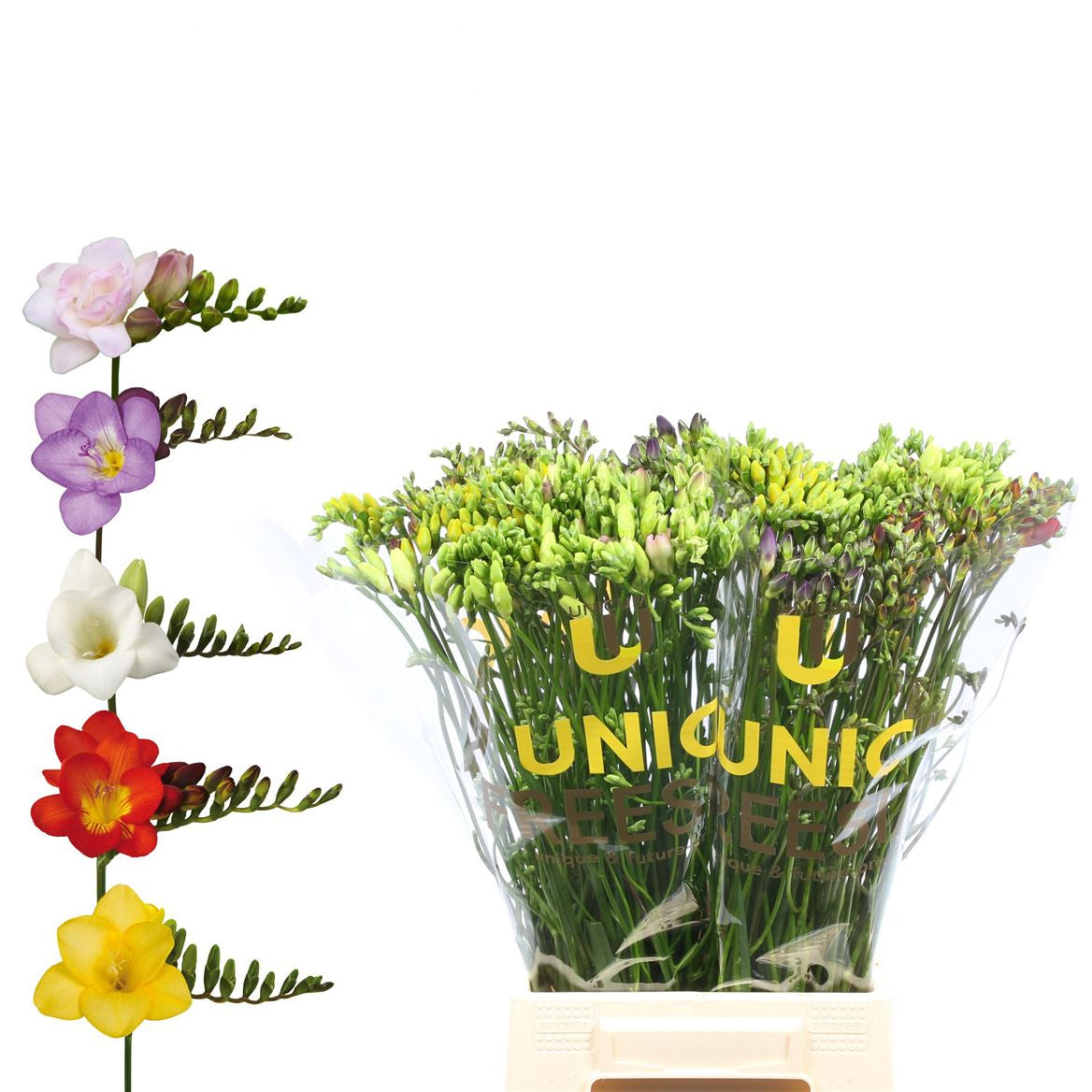 Freesien gemischt 50Stiele – 5Bund à 10Stiele – bunte Schnittblumen für Vase & Strauß – ideal für Hochzeit, Event, Tischdeko & Geschenk – frische Floristikblumen
