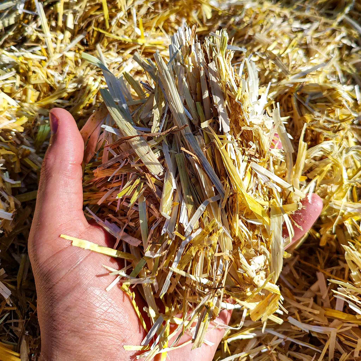 Strohmulch aus Gerstenstroh 8kg – Natürlicher Gartenmulch für Hochbeet Gemüse & Erdbeeren – Bodenabdeckung mit hoher Wasseraufnahme – Nachhaltig regional produziert