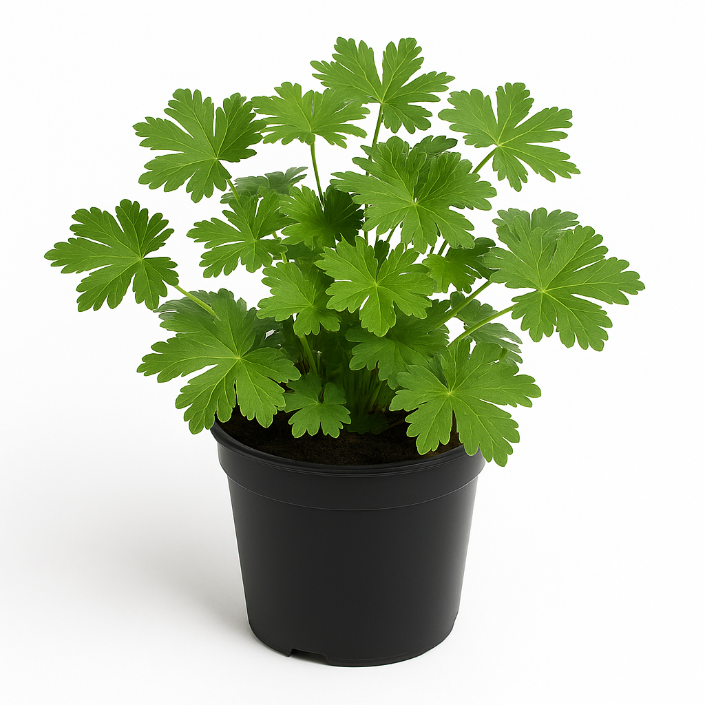 Geranium macrorrhizum (Balkan-Storchschnabel) – winterharte, rosa blühende Staude 30–45cm – robuster Bodendecker für sonnige bis halbschattige Standorte – pflegeleicht & insektenfreundlich