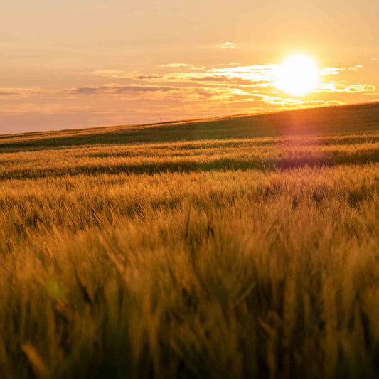 Garten Strohmulch aus Gerstenstroh – Natürlicher Mulch für Beete Hochbeet & Gemüse – Staubarm mit hoher Saugkraft – Nachhaltige Bodenabdeckung aus regionalem Anbau