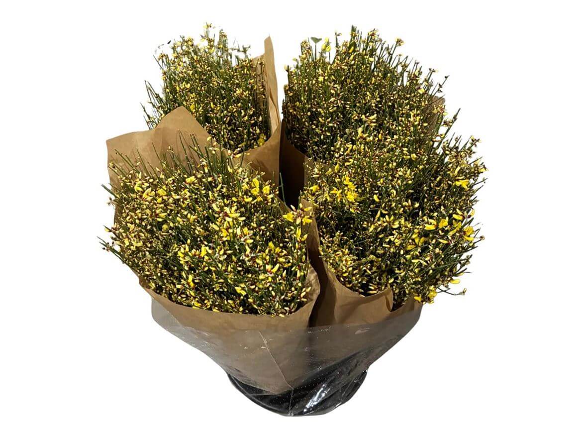 Ginster Gelb – Schnittginster Premiumqualität - 70cm Stiellänge - 25 Stiele Bundware für Floristik & Dekoration