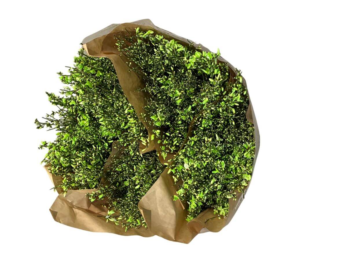 Ginster Grün – Schnittginster Dekogrün - 70cm Stiellänge - 25 Stiele Bundware für Floristik & Dekoration