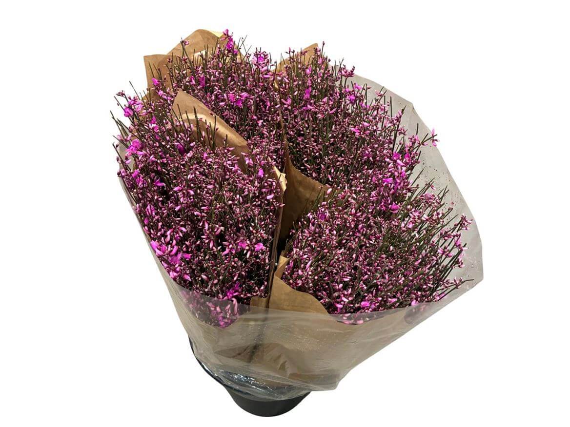 Ginster Lila – Gefärbter Schnittginster - 70cm Stiellänge - 25 Stiele Bundware für Floristik & Dekoration