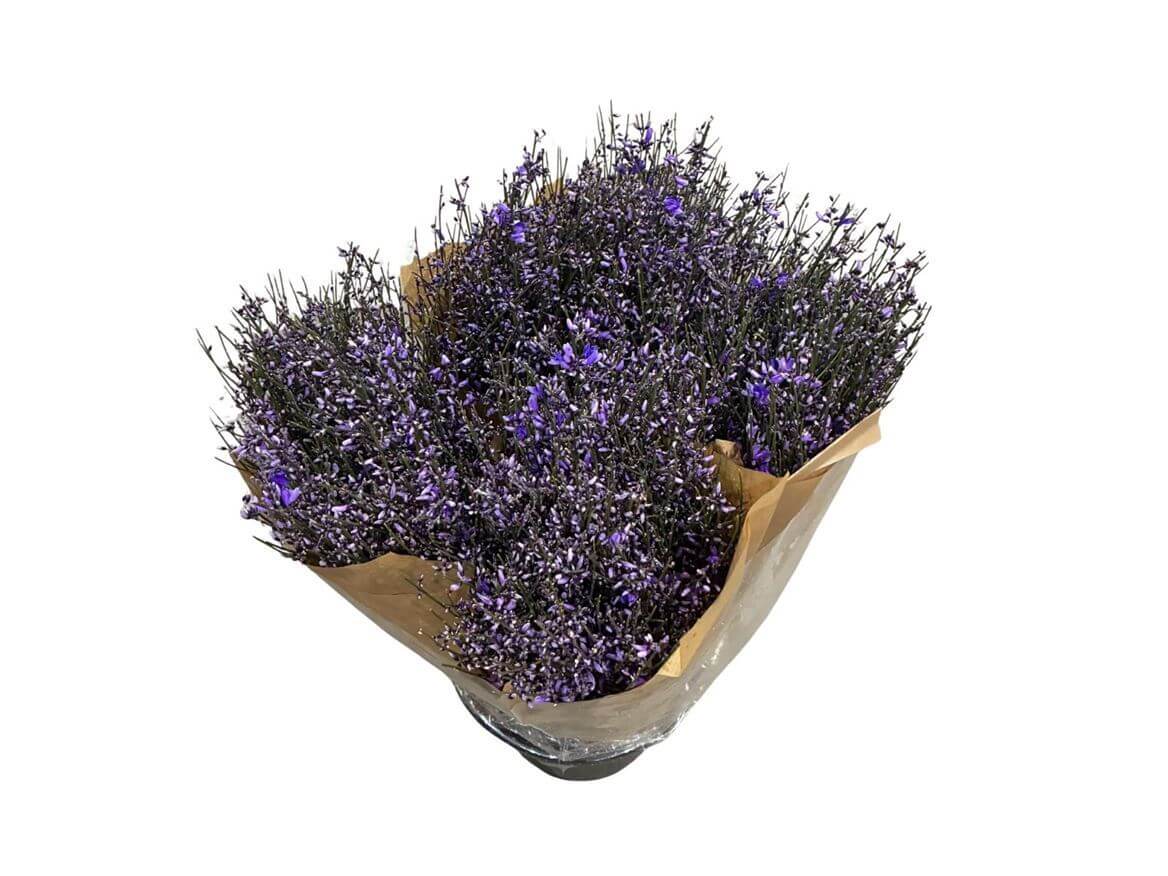 Ginster Milka – Gefärbter Schnittginster - 70cm Stiellänge - 25 Stiele Bundware für Floristik & Dekoration