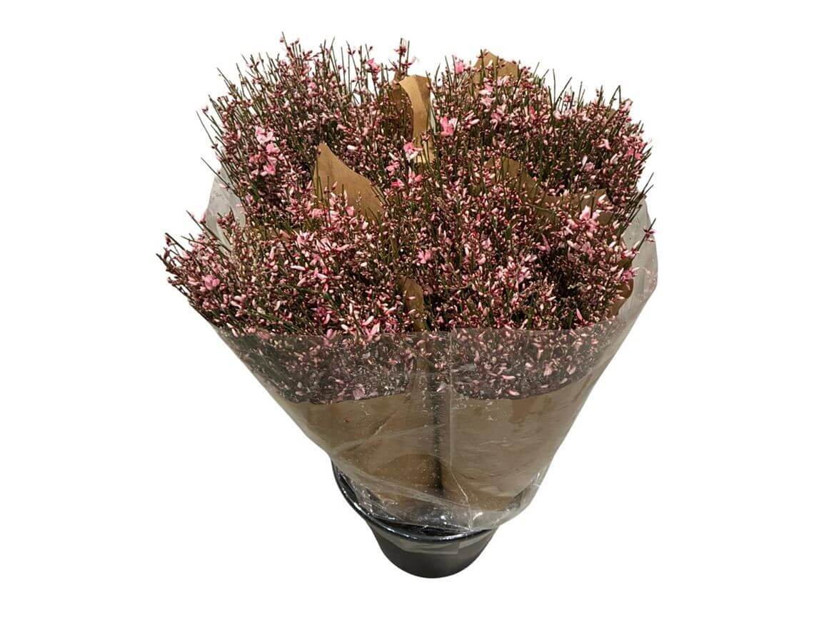 Ginster Rosa – Gefärbter Schnittginster - 70cm Stiellänge - 25 Stiele Bundware für Floristik & Dekoration