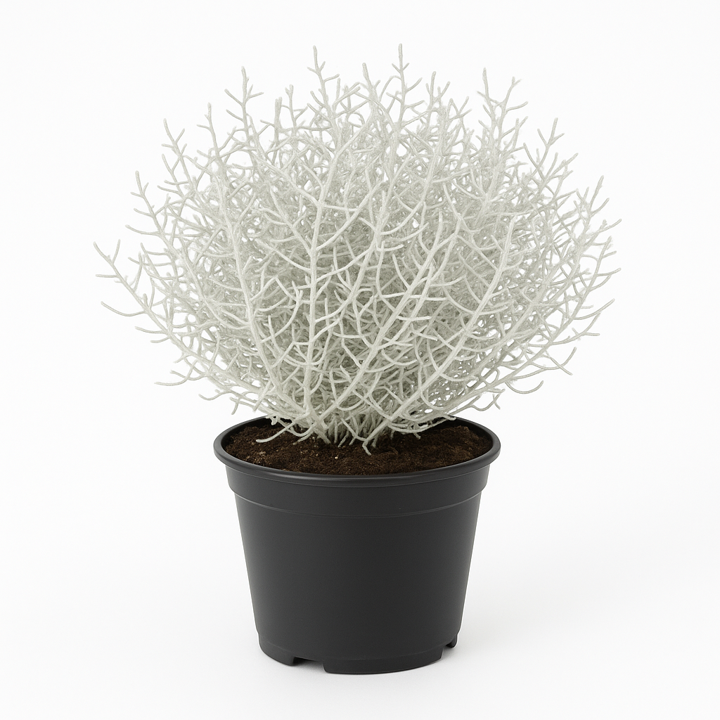 Calocephalus brownii (Stacheldrahtpflanze / Silberdraht / Gitterkraut) – 30cm – Zierpflanze mit silbrigem Laub – Für Beet, Balkon & Schalen – Sonnig bis halbschattig – Pflegeleicht, nicht winterhart