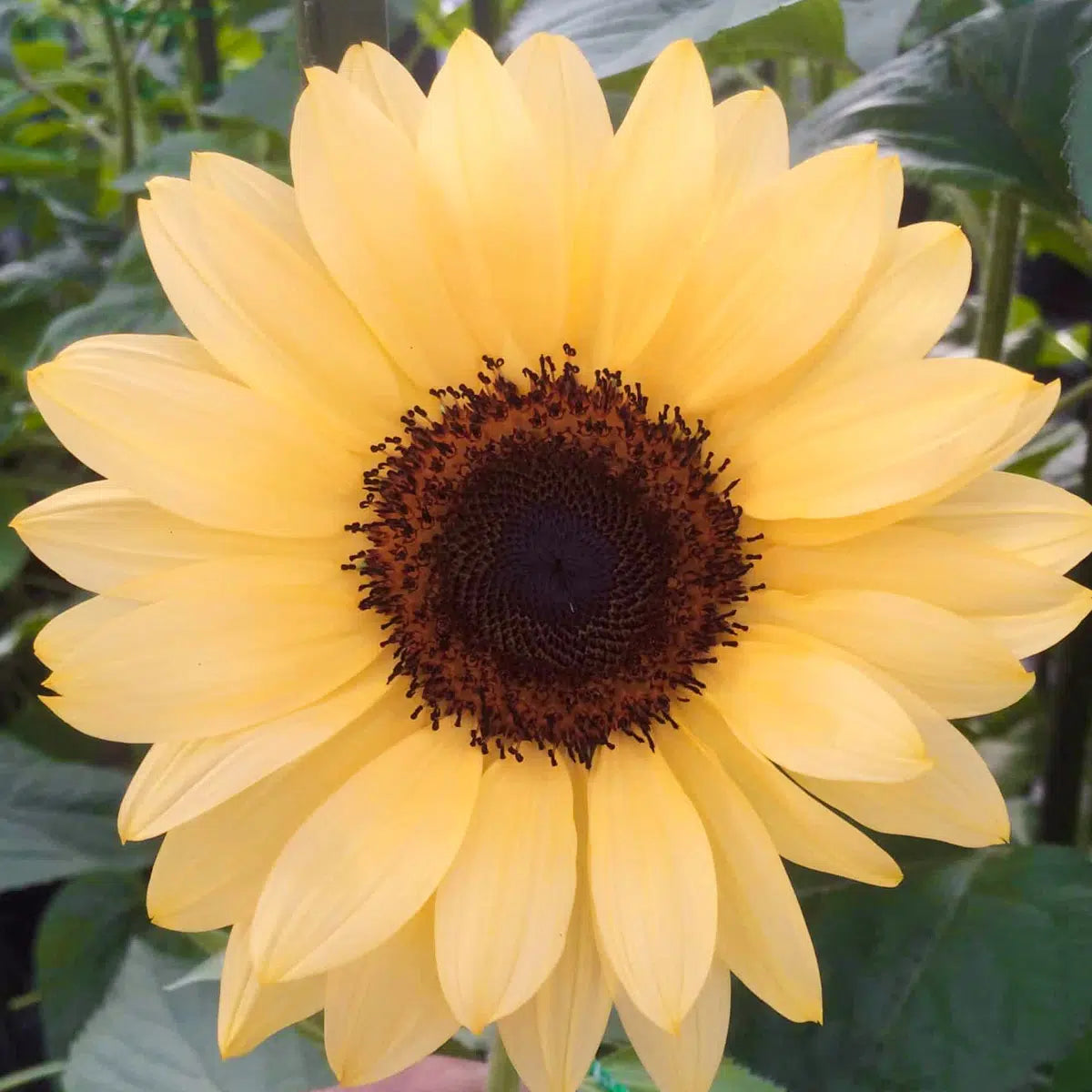 Helianthus annuus Pro Cut Peach F1 Samen – Sonnenblume Pfirsichfarben – 15 Korn – Verzweigende Schnittsorte – Sommerblüher für Garten & Floristik – Wuchshöhe bis 150cm