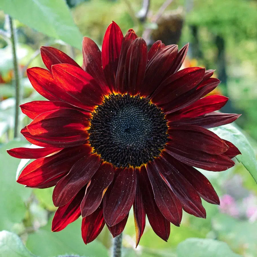 Helianthus annuus Pro Cut Red F1 Samen – Sonnenblume Samtrot – 15 Korn – Verzweigende Profi-Schnittsorte – Herbstbouquet Highlight – Sommerblüher für Garten & Floristik – Wuchshöhe bis 200cm