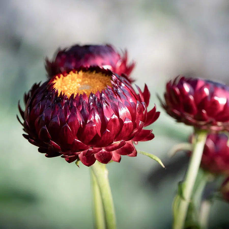 Helichrysum bracteatum Scarlet Samen – Strohblume Dunkelrot – 50 Korn – Intensivste Farbe – Schnitt- & Trockenblume – Farbtreu beim Trocknen – Sommerblüher für Garten & Beet – Wuchshöhe bis 90cm