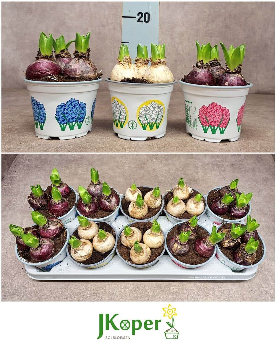 Hyazinthe im Topf Gem Mix – Hyacinthus orientalis – 12cm – 3 Zwiebeln pro Topf – 10 Pflanzen