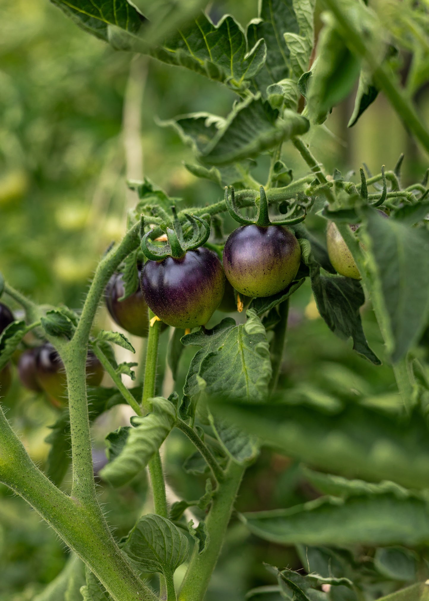 Bosque Blue Bumblebee Tomatensamen – Zier- & Sammlersorte mit tiefblauer Schale und gelbem Fruchtfleisch – 10 Samen – Dekorative Tomatenpflanzen für Garten & Topf - Oasis of Life