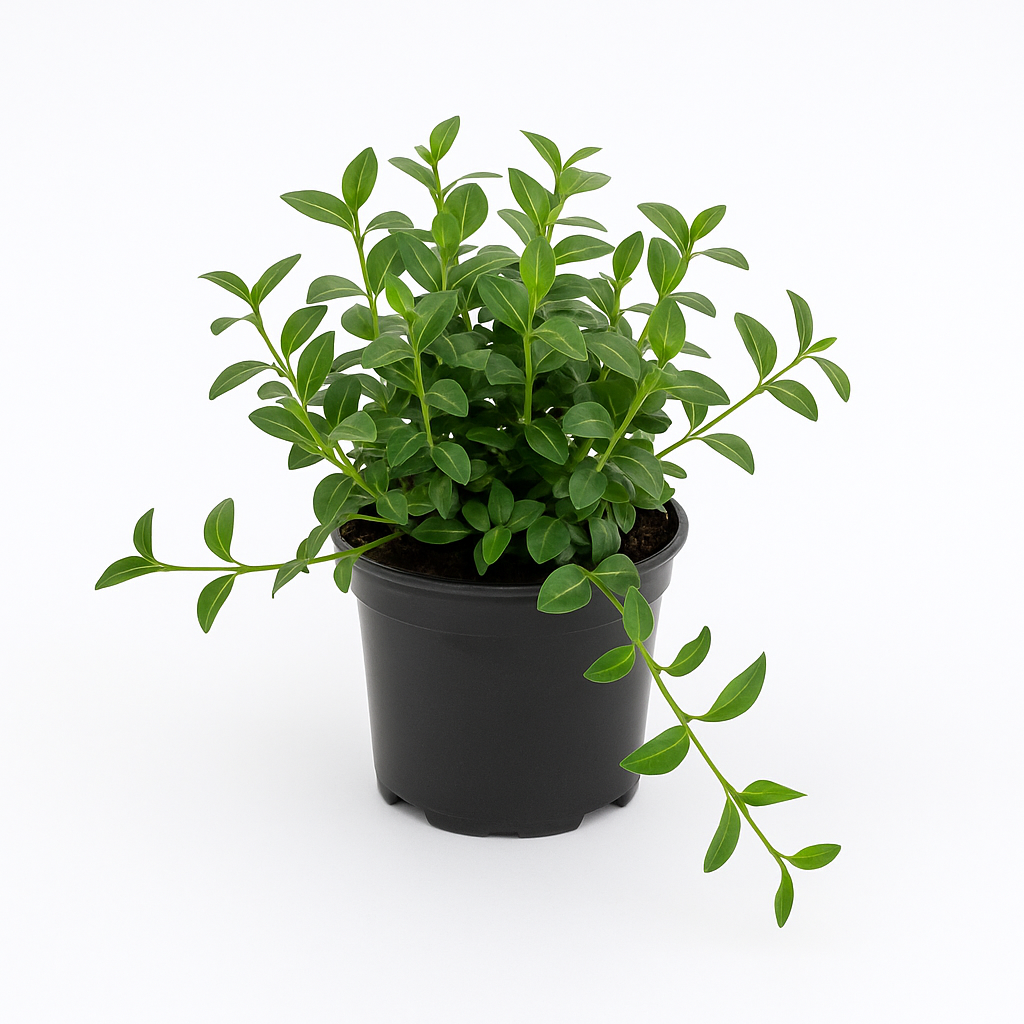 Kleinblättriges Immergrün (Vinca minor) – 3er Set winterharte Bodendeckerpflanzen – Violett-blaue Blüten April–September – Immergrün & pflegeleicht – Für Sonne bis Schatten – Dicht wachsend & mehrjährig