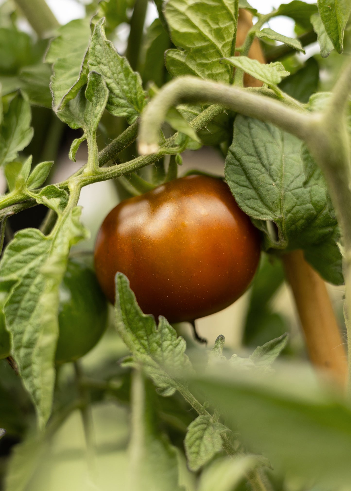 Kumato Tomatensamen – Dunkle Salattomate mit olivgrün bis rotbrauner Schale – 10 Samen – Aromatische Tomatenpflanzen für Garten, Gewächshaus & Topf