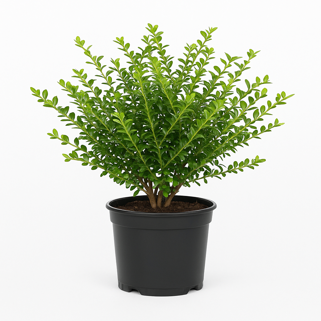 Heckenmyrte (Lonicera nitida ‘Maigrün’) – 12 Pflanzen – Immergrüner Bodendecker & Buchsbaumersatz – dichter Wuchs, schnittverträglich & winterhart – ideal für Beete, Hecken & Flächenbepflanzung