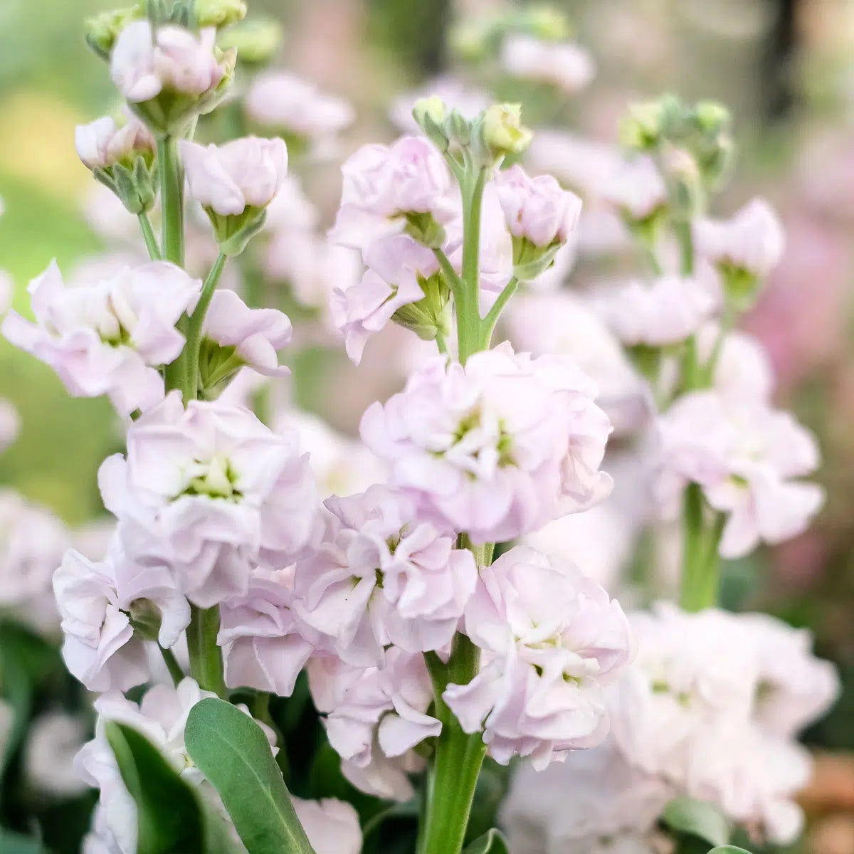 Matthiola incana Iron Cherry Blossom Samen – Levkoje Rosa Vintage – 40 Korn – Duftende Schnittblume – Cool Flower & Sommerblume – Lange Stiele – Garten & Beet – Wuchshöhe bis 70cm