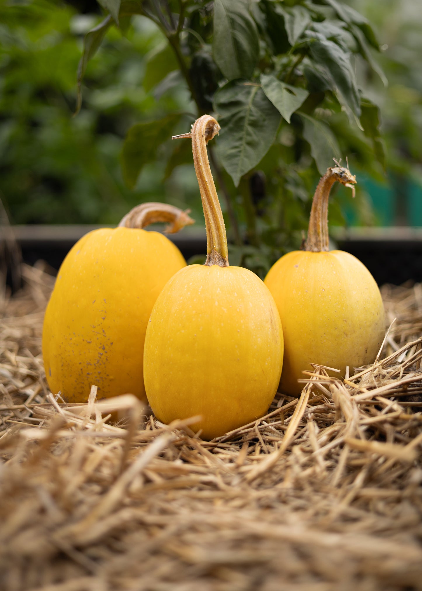 Spaghetti Kürbis Samen – Gelber Spaghetti Squash Cucurbita pepo – 10 Kürbissamen für Garten, Hochbeet & Gewächshaus – Dekorativer Speisekürbis mit Spaghetti-Fruchtfleisch