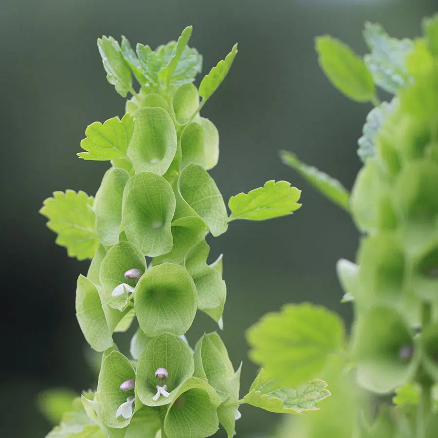 Moluccella laevis Samen – Muschelblume Apfelgrün – 100 Korn – Frische Glockenblüten – Cool Flower – Schnittblume für Garten & Beet – Floristikpflanze – Wuchshöhe bis 90cm