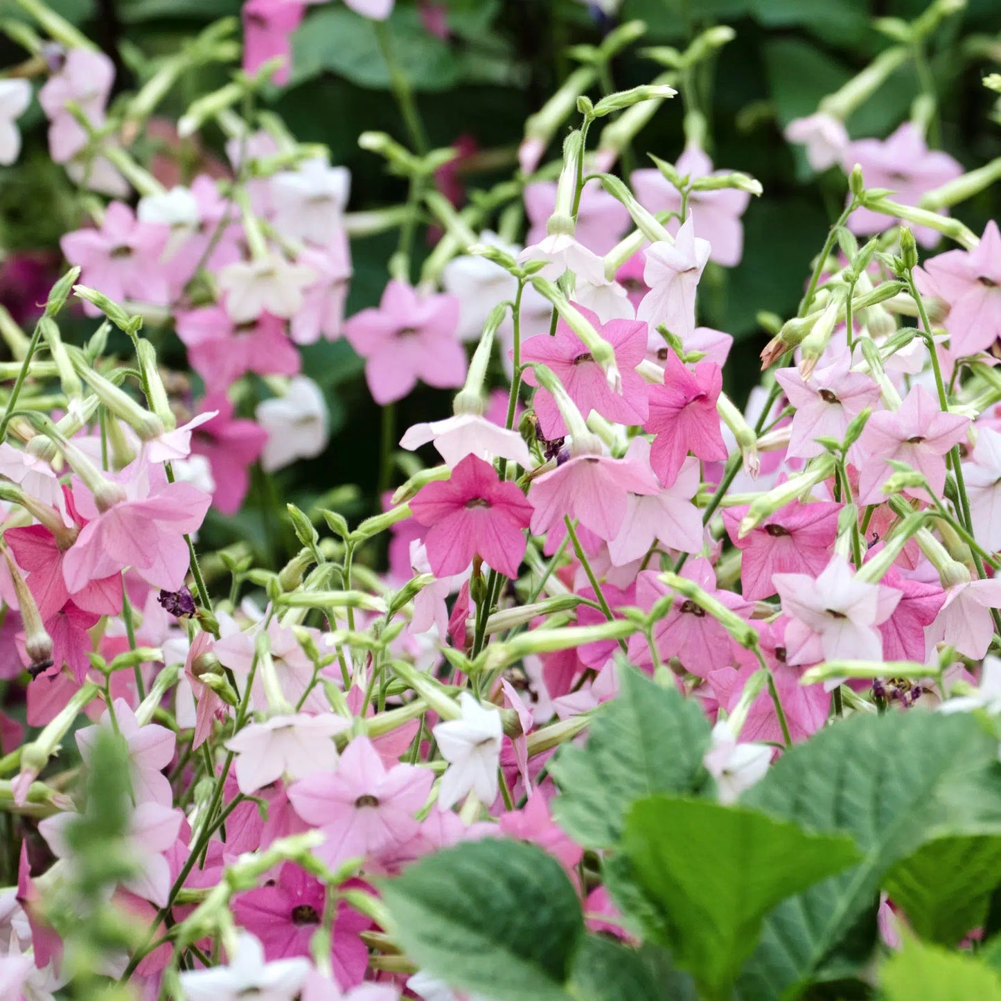 Nicotiana mutabilis Marshmallow Samen – Blütentabak Weiß Rosa – 100 Korn – Extra lange Stiele – Perfekte Schnittblume – Sommerblüher für Garten & Beet – Pflegeleicht – Wuchshöhe bis 120cm