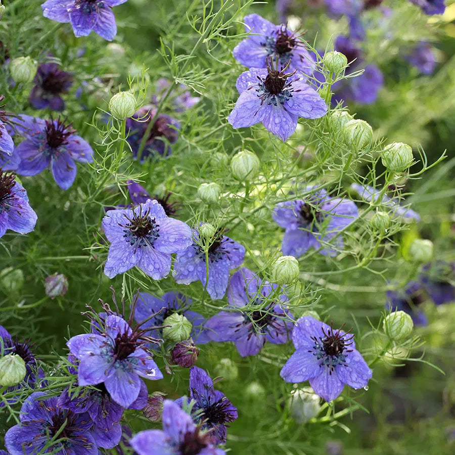 Nigella papillosa Midnight Samen – Jungfer im Grünen Blau Violett – 100 Korn – Filigrane Schnittblume – Cool Flower – Trockenblume & Sommerblüher für Garten & Beet – Wuchshöhe bis 60cm