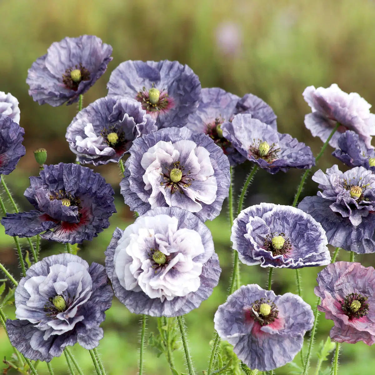 Papaver rhoeas Amazing Grey Samen – Klatschmohn Grau Violett – 200 Korn – Mystische Blütenfarbe – Cool Flower – Sommerblüher für Garten & Beet – Schnitt- & Trockenblume – Wuchshöhe bis 70cm
