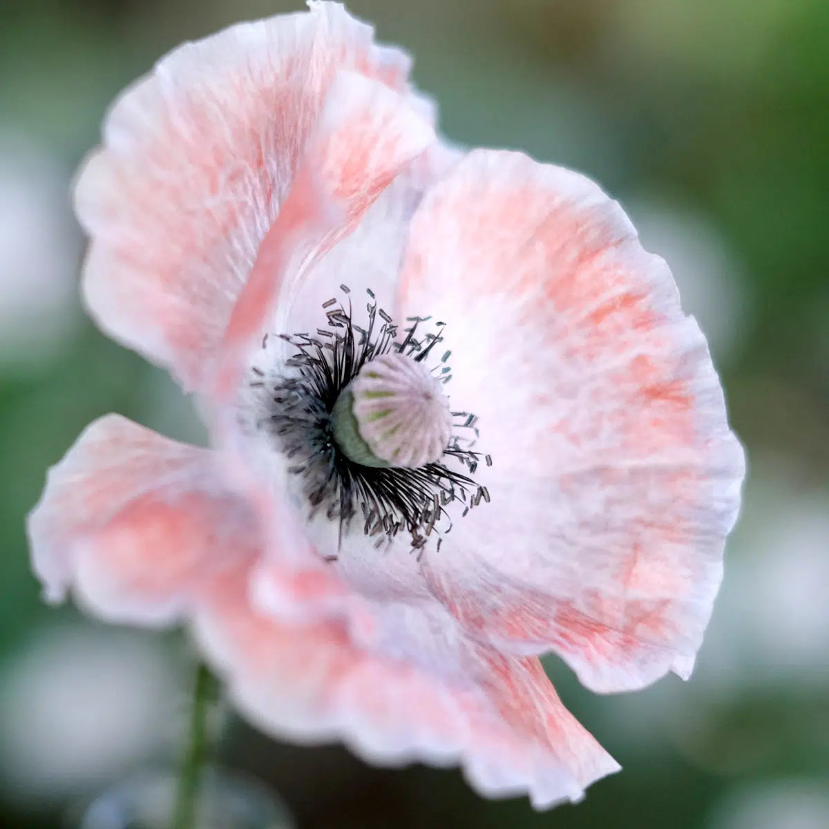 Papaver rhoeas Mother of Pearl Samen – Klatschmohn Creme Rosé Pflaume – 200 Korn – Seidenartige Blüten – Cool Flower – Sommerblüher für Garten & Beet – Trockenheitsresistent – Wuchshöhe bis 70cm