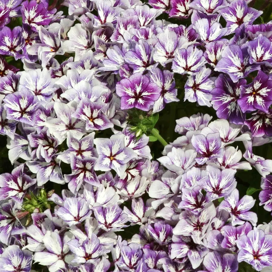 Phlox drummondii Sugar Stars Samen – Sommerphlox Violett Weiß Lavendel – 100 Korn – Sternförmige Blüten – Balkon- & Beetpflanze – Hitzetolerant – Sommerblüher – Wuchshöhe bis 50cm