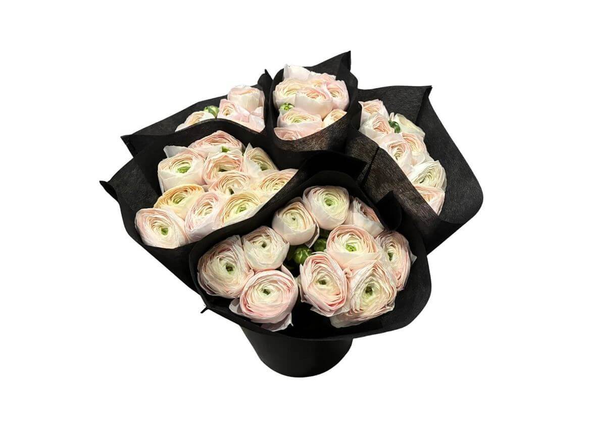 Ranunculus As Clooney Hanoi – Premium Ranunkeln Schnittblumen - A1 Qualität - 40cm Stiellänge - 20 Stiele Bundware für Floristik & Eventdeko