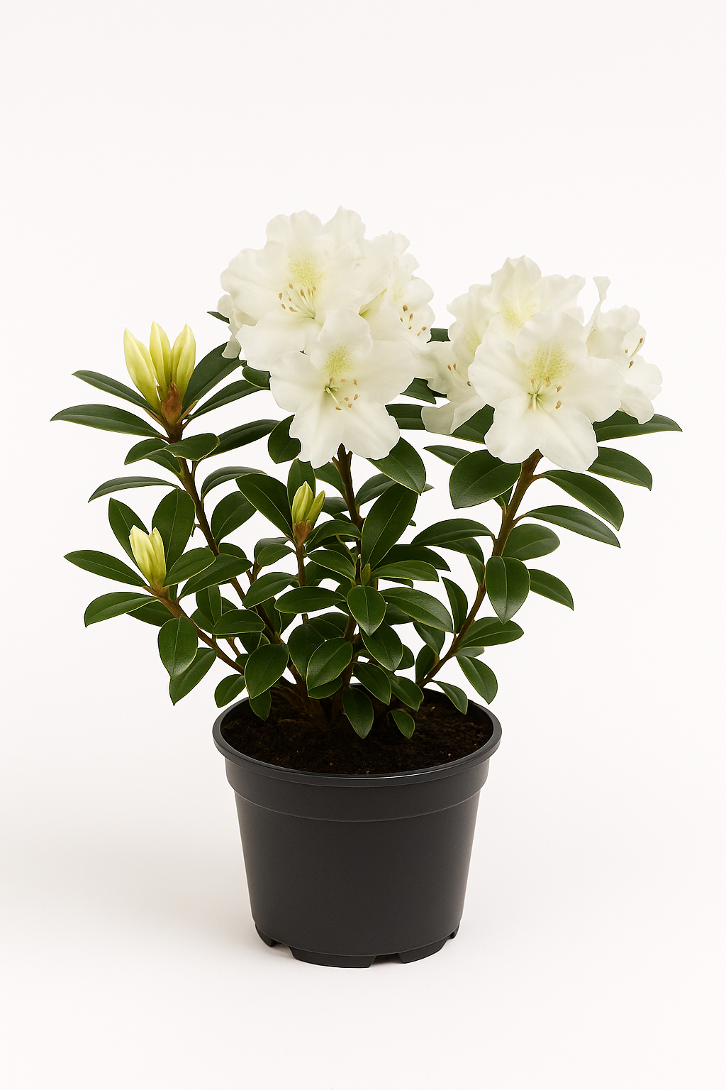 Rhododendron – weiß blühend – immergrüne Gartenpflanze für Beet & Kübel – winterhart, pflegeleicht & elegant – ideal für halbschattige Standorte