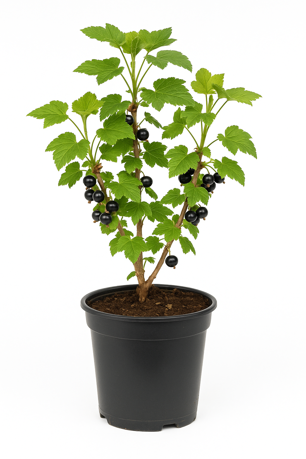 Ribes nigrum 'Titania' – Schwarze Johannisbeere – ertragreiche Beerenpflanze für Garten & Hecke – robuste, winterharte Sorte mit aromatischen Früchten (Reife Juli–August)