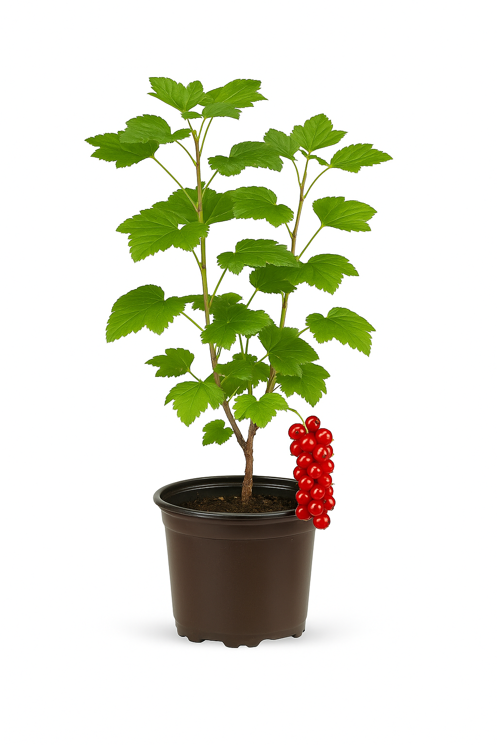 Ribes rubrum 'Rolan' – Rote Johannisbeere – ertragreiche & aromatische Beerenpflanze für Garten & Hecke – pflegeleicht, robust & winterhart – Fruchtreife Mitte Juli