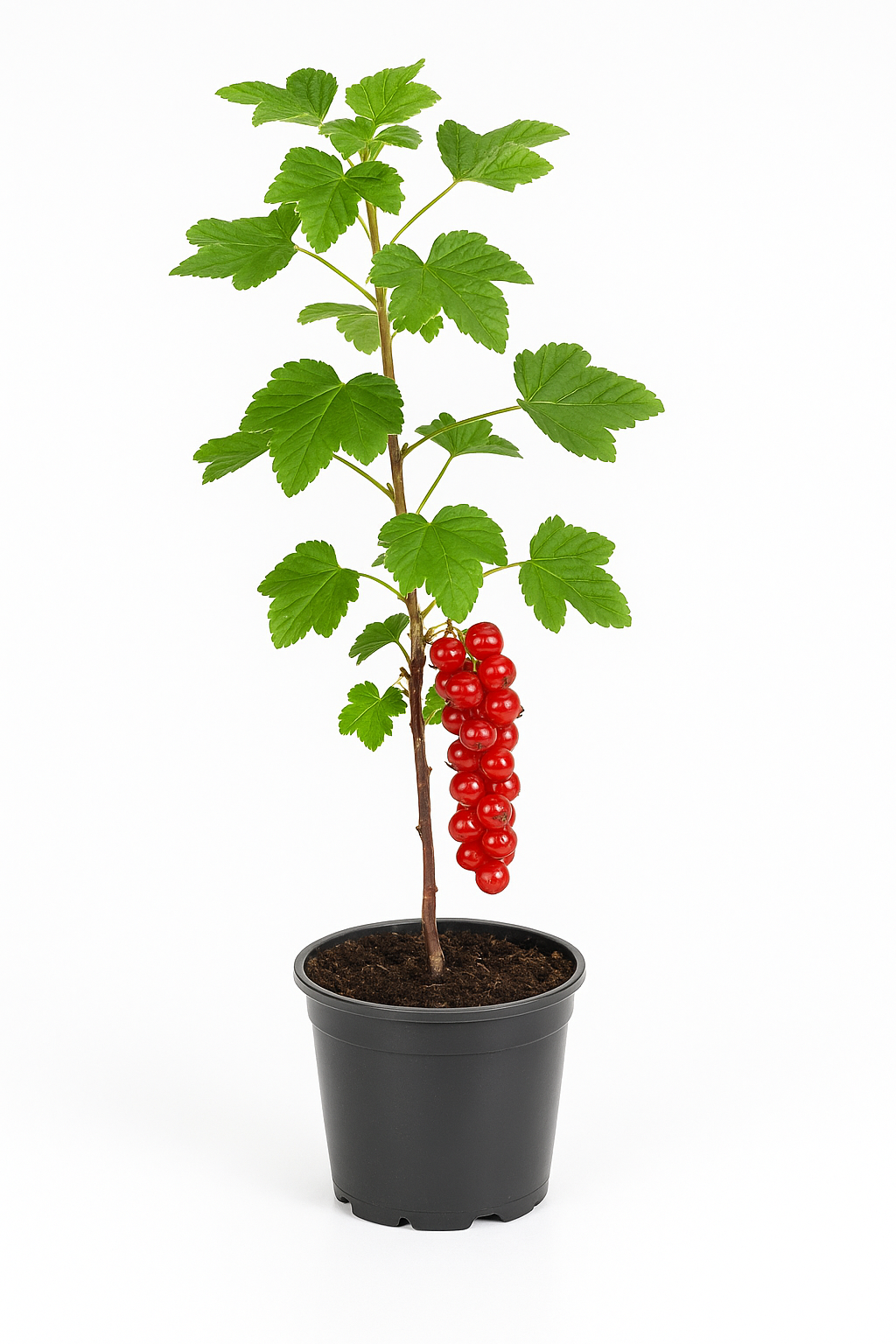 Ribes rubrum 'Rovada' – Rote Johannisbeere – späte, ertragreiche Beerenpflanze für Garten & Hecke – große, aromatische Früchte – winterhart & pflegeleicht – Fruchtreife Mitte Juli