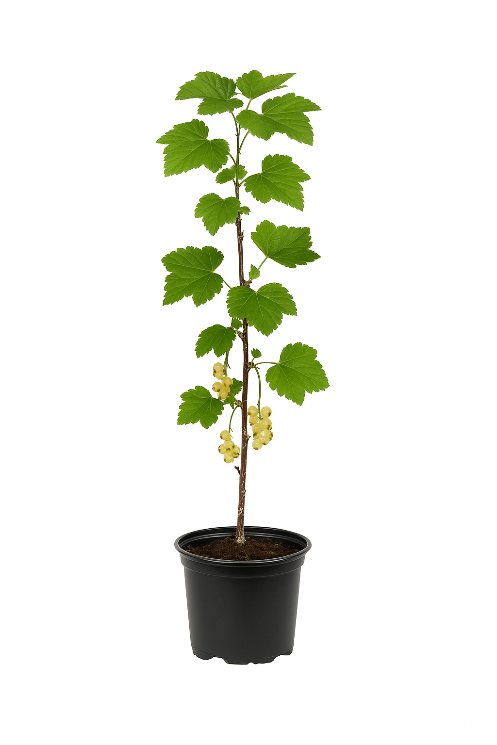 Ribes rubrum 'Weiße Versailler' – Weiße Johannisbeere – aromatische, milde Beerenpflanze für Garten & Hecke – winterhart & ertragreich – Fruchtreife Juli–August