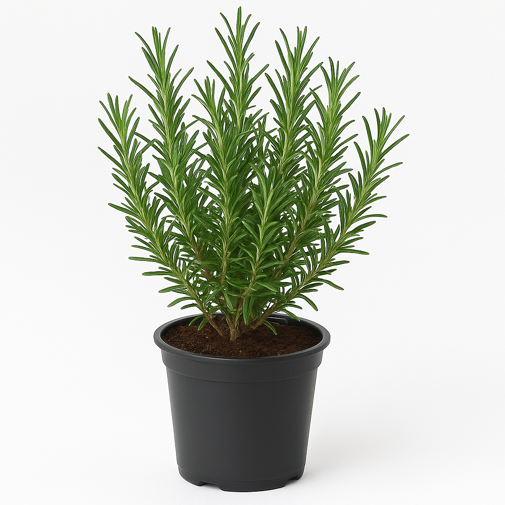 Rosmarin Rosmarinus officinalis / Salvia rosmarinus – 2er Set – Wintergrüner Halbstrauch – Duftendes & mehrjähriges Küchenkraut – Hellviolette Blüte April–Juni – Pflegeleicht & insektenfreundlich – Für Garten, Balkon & Terrasse