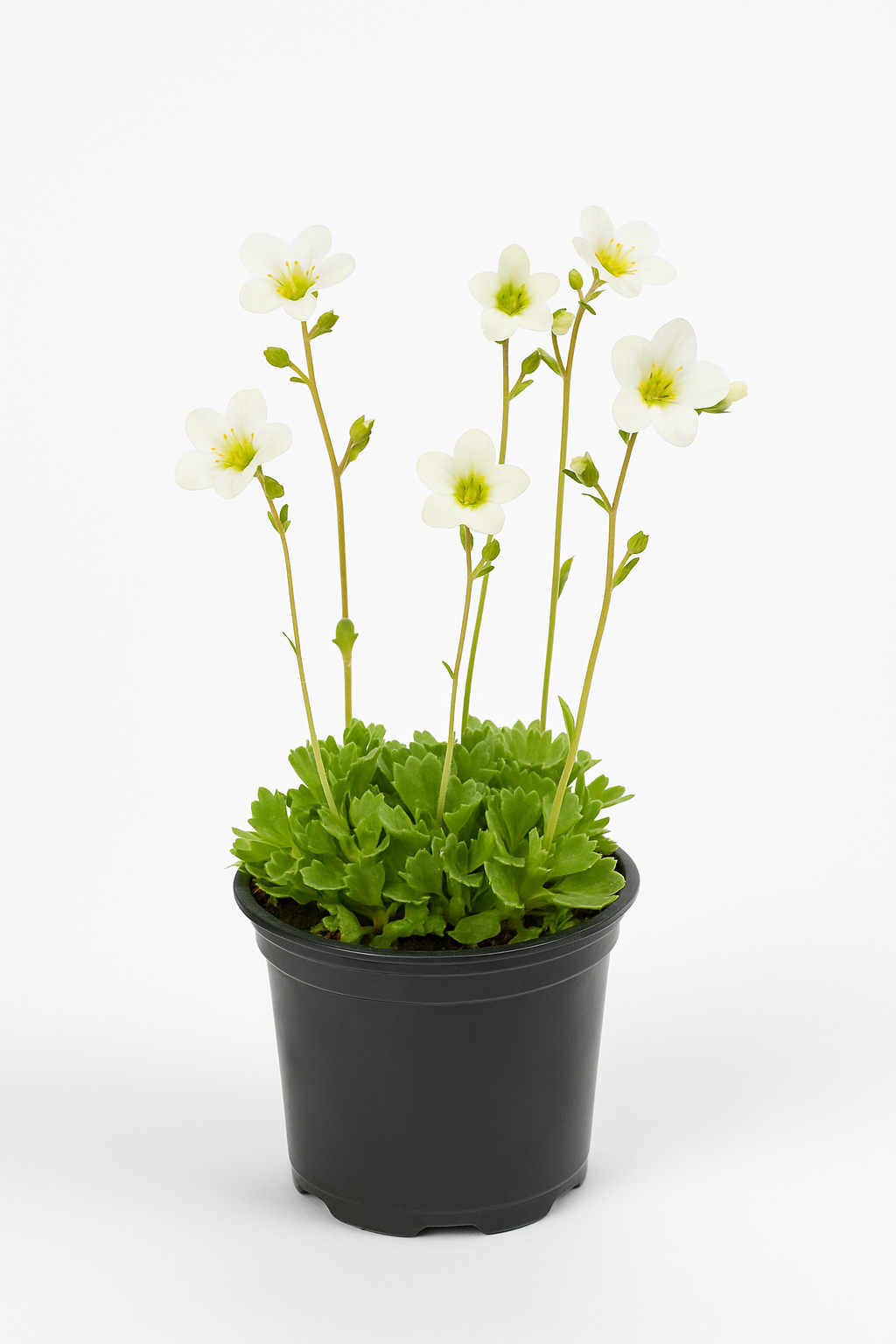 Saxifraga (Steinbrech) – weiß blühende Polsterstaude 15–20cm – winterhart, pflegeleicht & ideal für Steingärten, Felsen & Mauerkronen – Blütezeit Mai–Juni