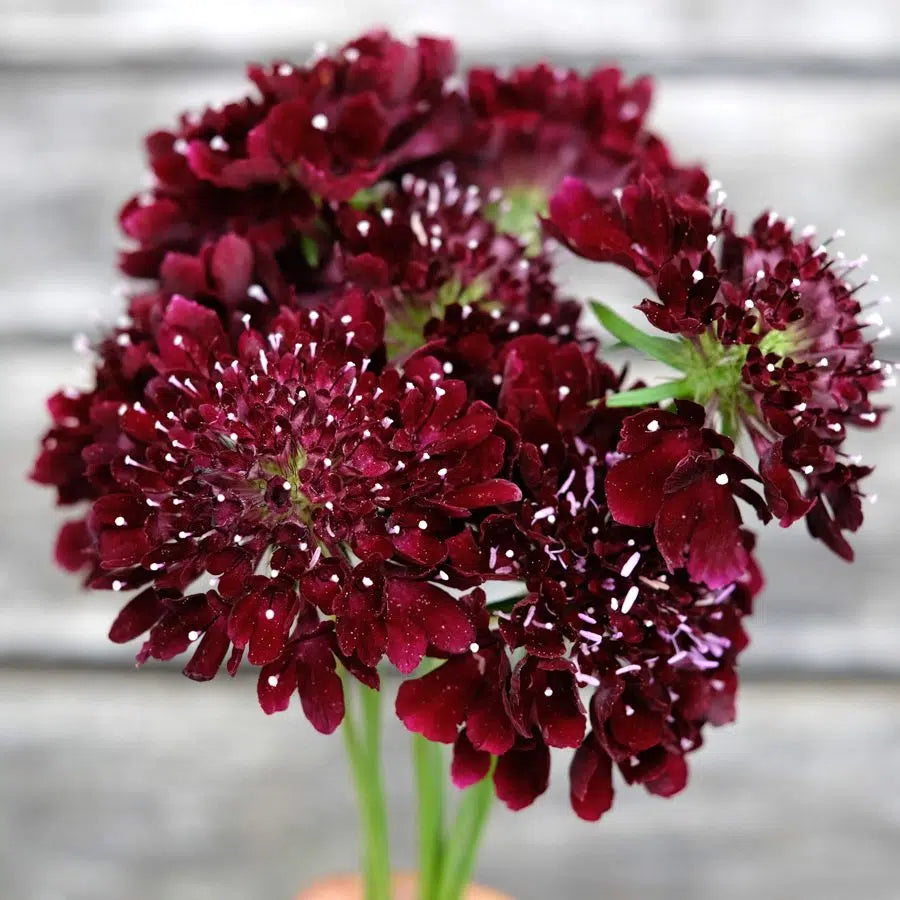 Scabiosa atropurpurea Black Knight Samen – Skabiose Purpur-Schwarz – 50 Korn – Bienenfreundliche Schnittblume – Sommerblüher für Garten, Beet & Balkon – Wuchshöhe bis 90cm