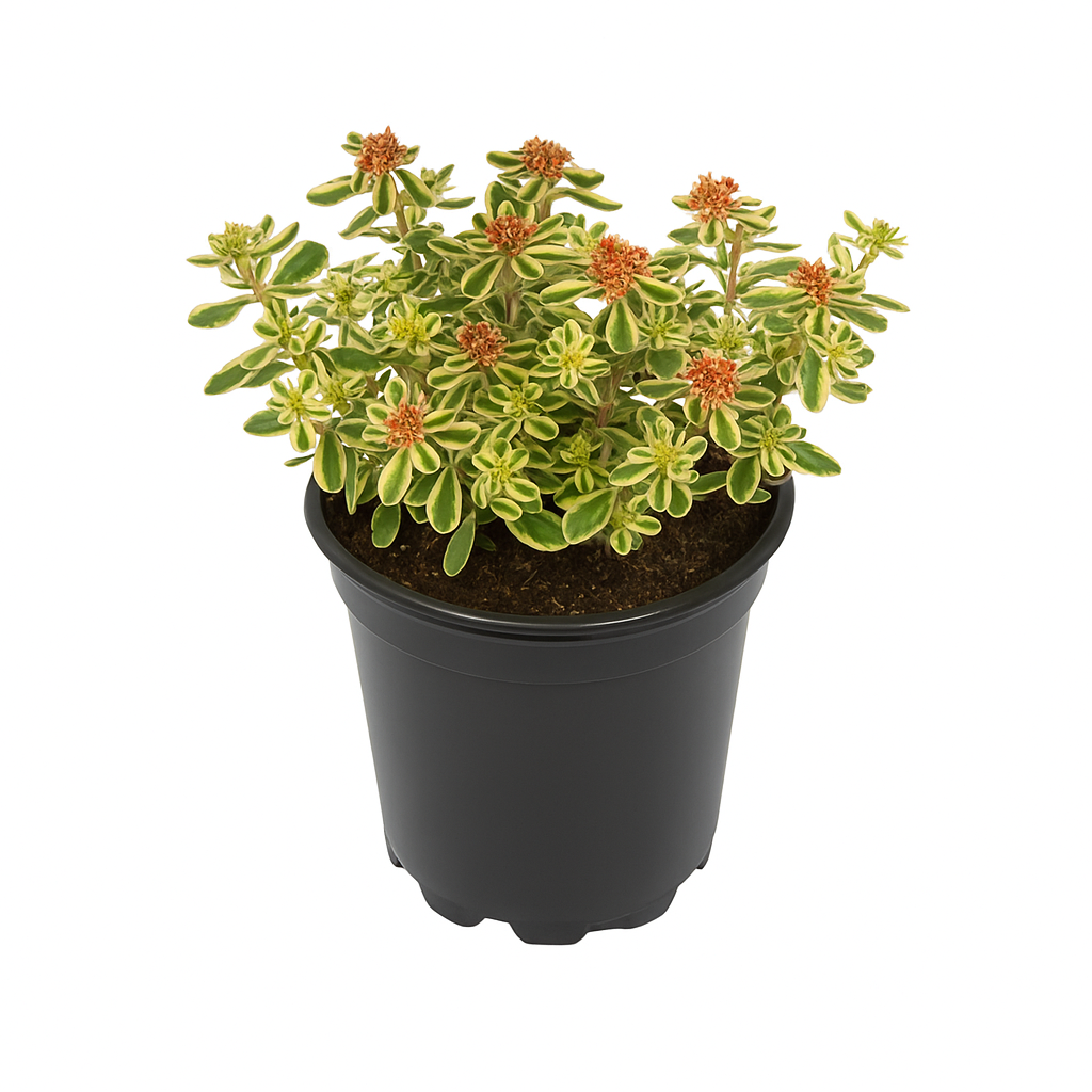 Sedum takesimense ‘Atlantis’ – Korea-Fettblatt – kompakter, immergrüner Bodendecker mit gelbgrünen Blättern & Blüte Juni–Juli – trockenheitsverträglich, insektenfreundlich & pflegeleicht