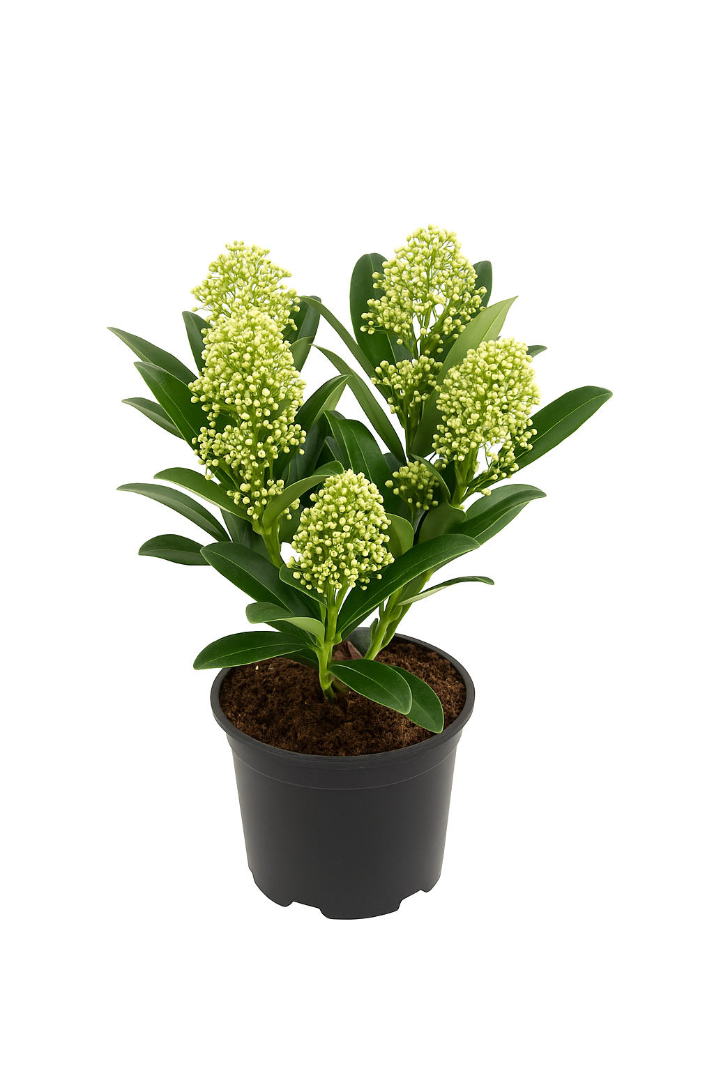 Skimmia japonica – Immergrüner Zierstrauch mit weißen Blüten – Winterharte & pflegeleichte Gartenpflanze für Beet, Kübel & Terrasse – Edle Blüte April–Mai – Dunkelgrünes, glänzendes Laub
