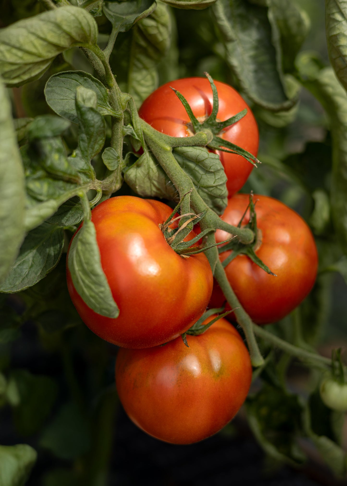 Tomatensamen St. Pierre – Historische französische Sorte – 10 Samen für Garten Hochbeet & Gewächshaus – Ertragreiche rote Salat- und Fleischtomate
