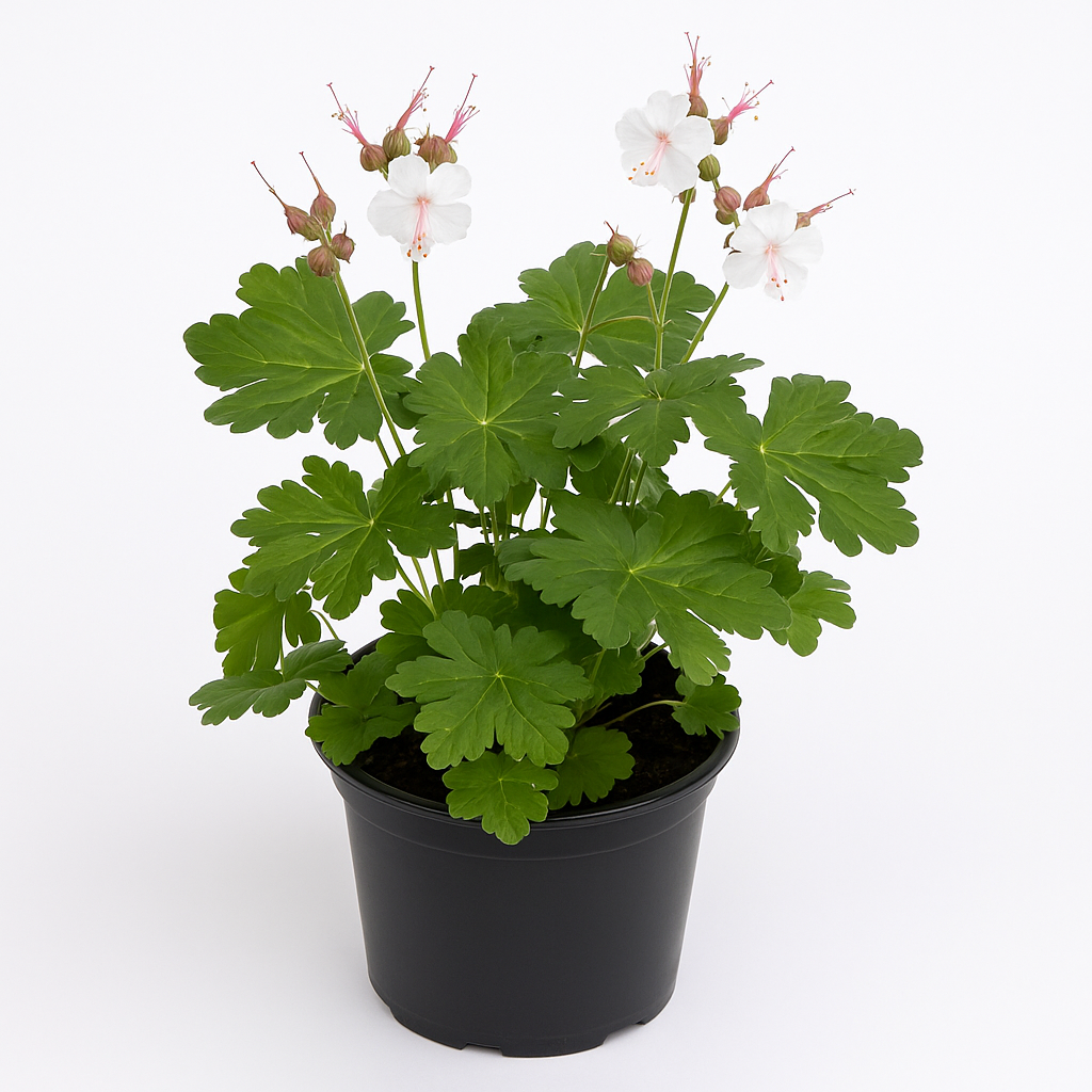 Storchschnabel Geranium macrorrhizum ‘White Ness’ – 3 Pflanzen – wintergrüne Staude mit weißen Blüten – pflegeleichte, trockenheitsresistente Beetpflanze für Sonne & Schatten – ideal als Bodendecker oder Gruppenpflanzung
