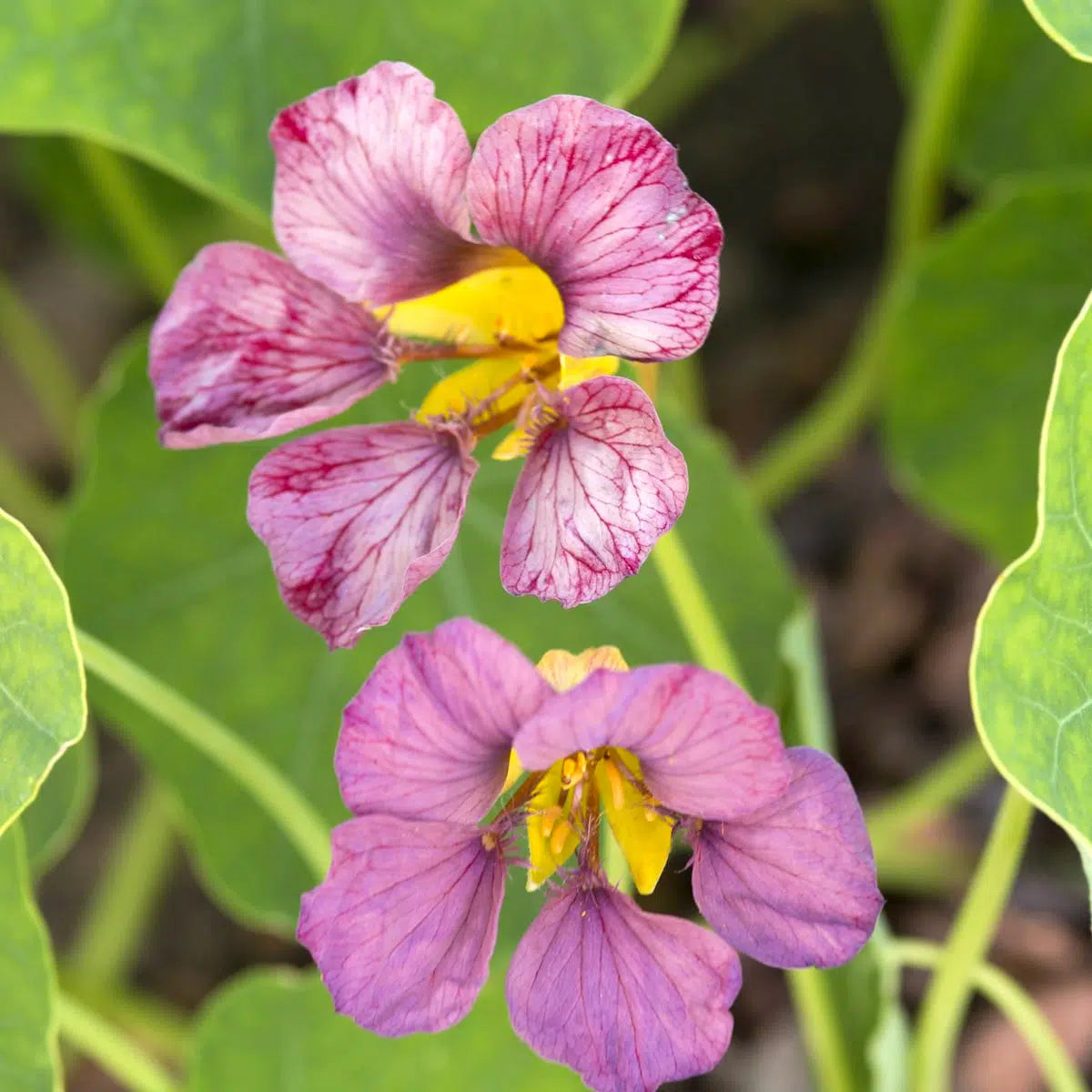 Tropaeolum majus Purple Emperor Samen – Violette Kapuzinerkresse Rankpflanze – Essbare Blüten & Blätter – 15 Korn – Schnellwachsende Kletterpflanze bis 200cm für Garten Balkon