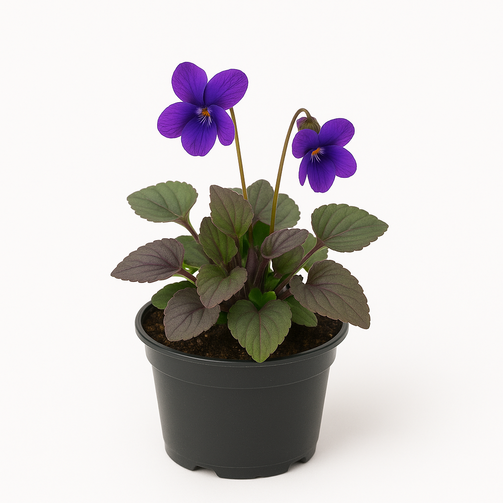 Viola labradorica – 6 Veilchen-Stauden – Blau blühende, winterharte & mehrjährige Gartenpflanzen – Rotbraunes Laub – Pflegeleichte Frühlingsblüher für Garten & Beet – 15cm Wuchshöhe