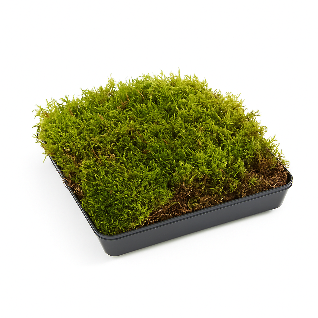 Plattenmoos 2kg – Natürliches Waldmoos für Deko, Floristik & Terrarium – ca. 35x25cm pro Lage – Unbehandeltes, frisches Naturmoos – Feucht oder getrocknet verwendbar – 3 Lagen pro Kiste